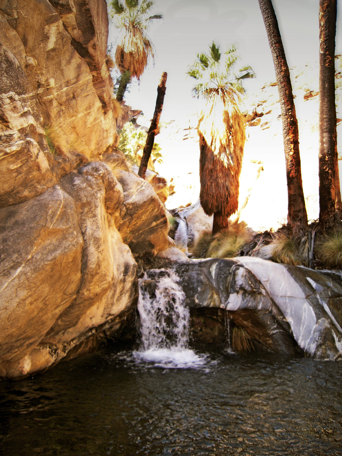 Murray Canyon03132010